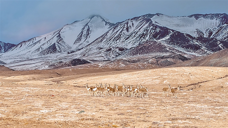 风吹草浪景成诗 草原牧歌唱新章——“十四五”期间我国草原生态治理成效显著(图2)