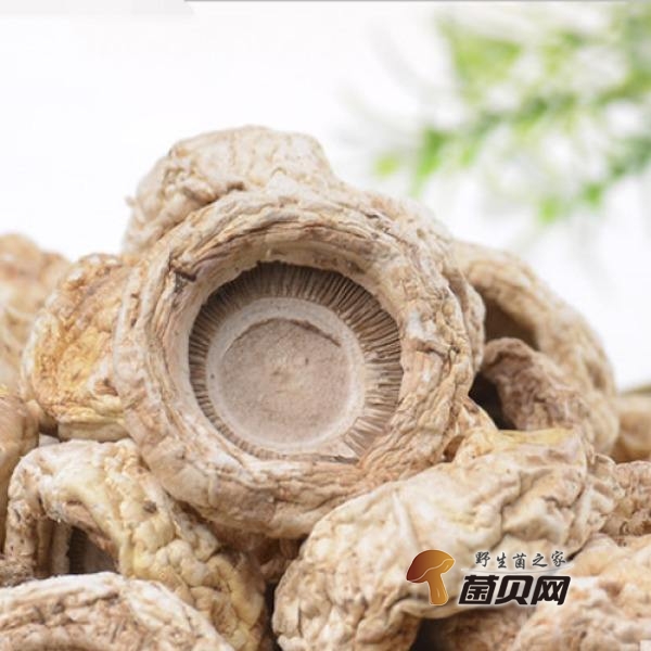 唱响“牧业+文化+旅游”交响曲