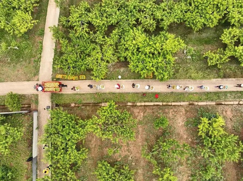 一场卖出2000余斤脆桃直播带货助农增收