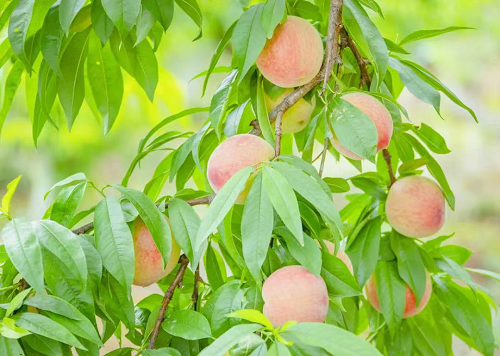 一场卖出2000余斤脆桃直播带货助农增收(图5)