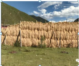 庆丰收！我县“直播带货”特优农产品1小时销售3万余元