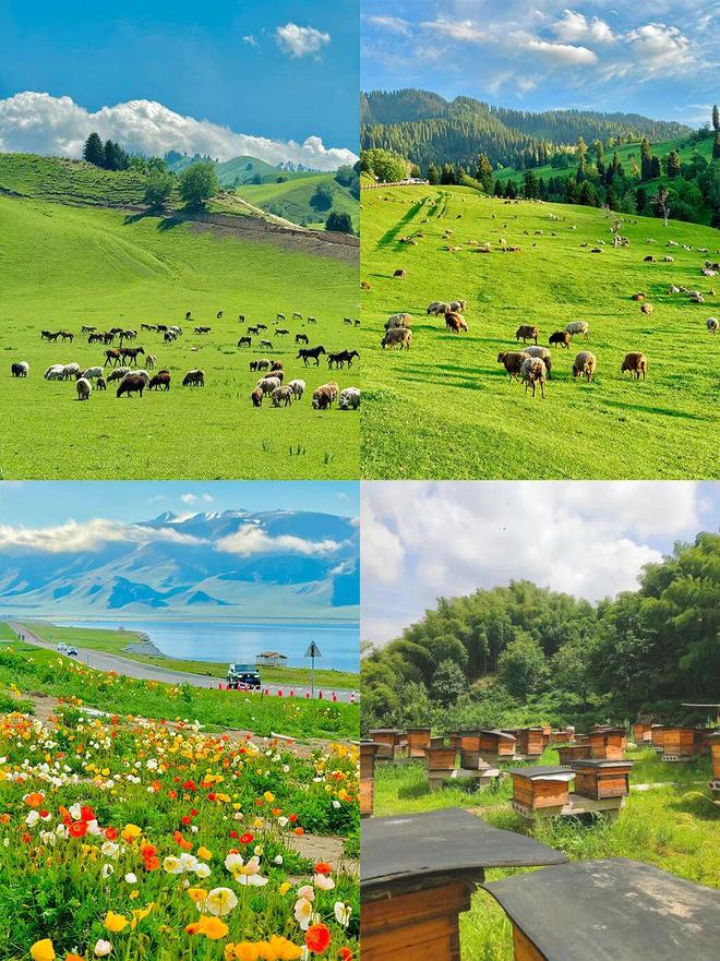 一口尝到塞外百花香！一年产一次海拔2800米“珍稀蜜源”